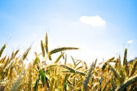 回乡投资农业养殖