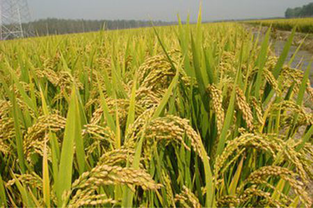 蟹新技术农业养殖